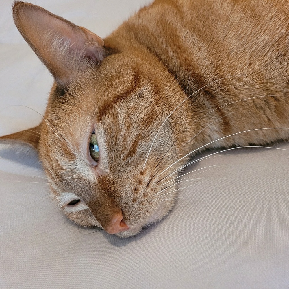 Meet your Posher, Annette